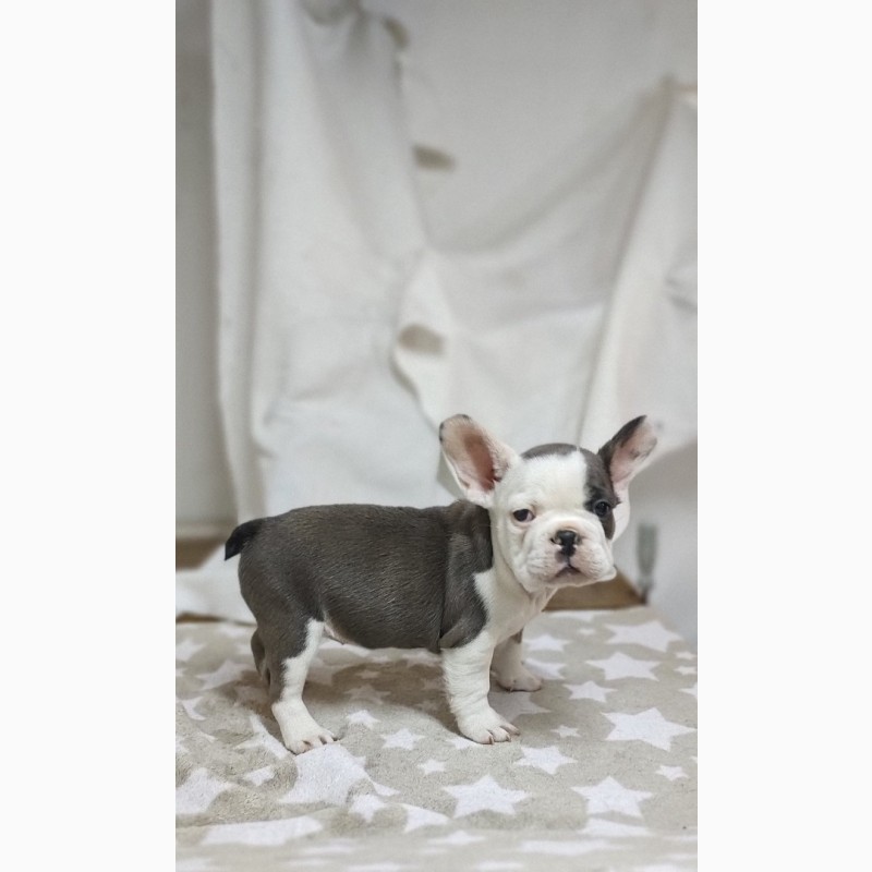 Фото 4. French bulldogs puppys of exotic colors
