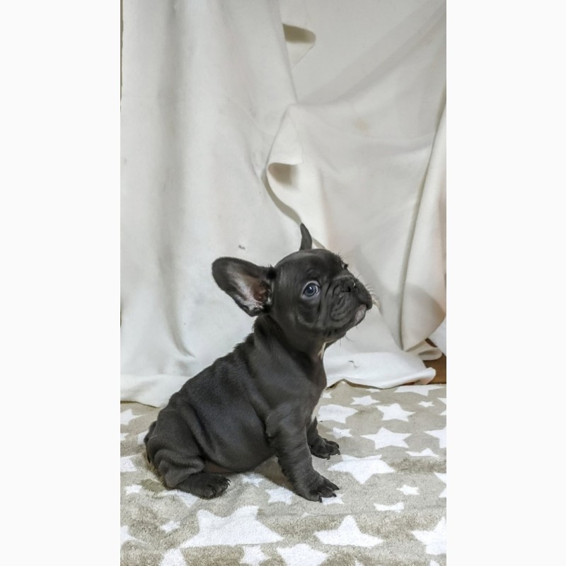 Фото 7. French bulldogs puppys of exotic colors