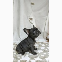 French bulldogs puppys of exotic colors