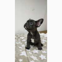 French bulldogs puppys of exotic colors