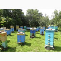 Продам пчёл пчелосемьи пчелопакеты