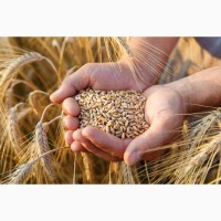 Куплю Пшеницю по перерахунку без ПДВ по Західній Україні