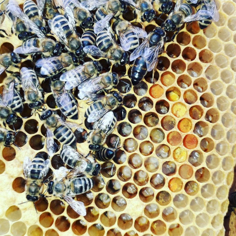 Фото 3. Продам бджоломатки / матки Карпатки плідні
