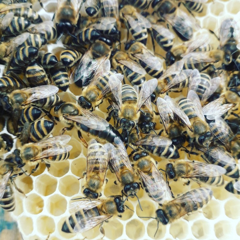 Фото 4. Продам бджоломатки / матки Карпатки плідні
