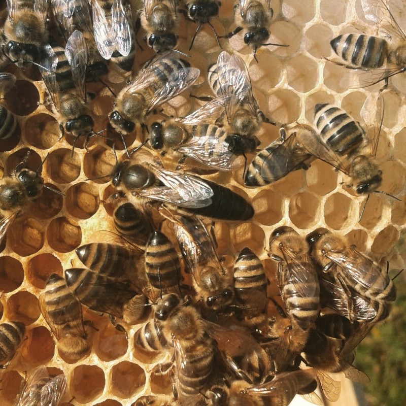 Фото 5. Продам бджоломатки / матки Карпатки плідні