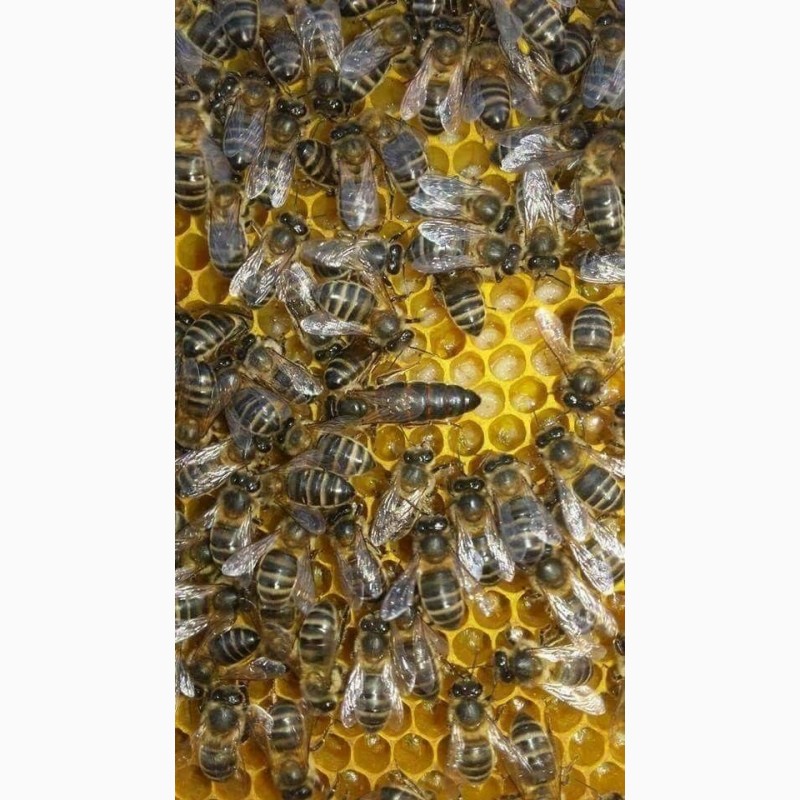 Фото 6. Продам бджоломатки / матки Карпатки плідні