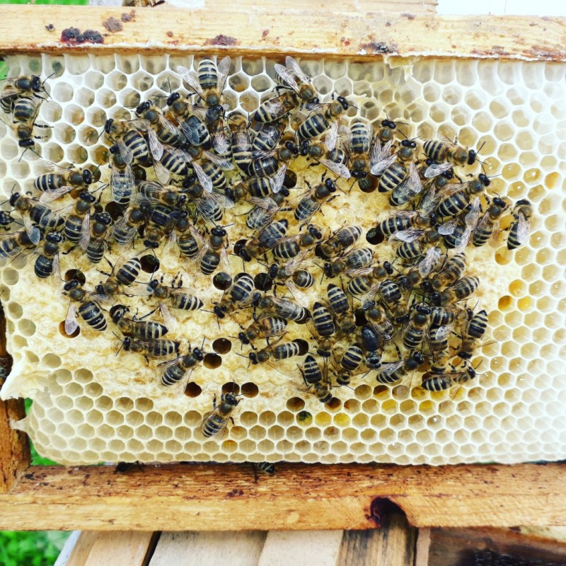 Фото 7. Продам бджоломатки / матки Карпатки плідні