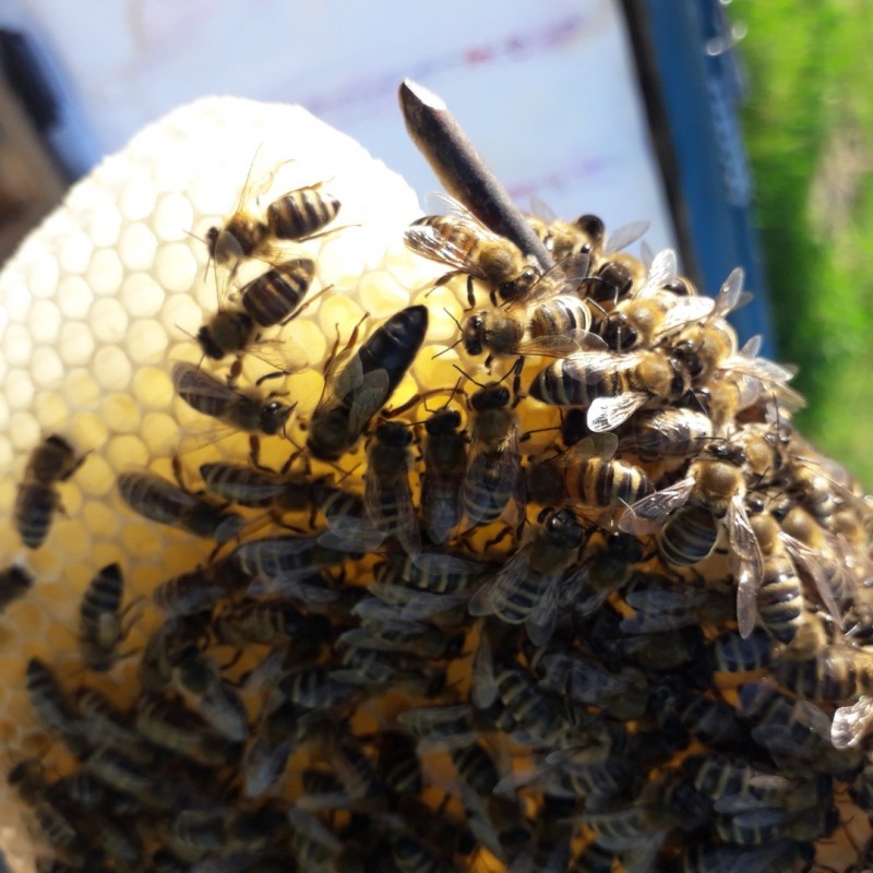 Фото 8. Продам бджоломатки / матки Карпатки плідні