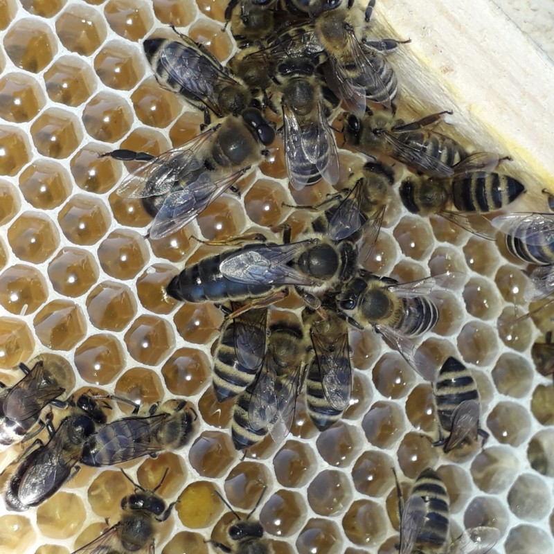 Фото 9. Продам бджоломатки / матки Карпатки плідні