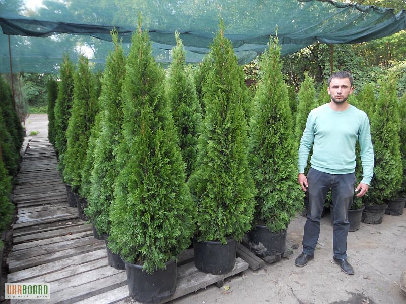 Фото 20. Самшит вечнозелёный кустовой 35-40 40-45 см Киев купить.