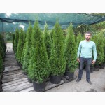 Самшит вечнозелёный кустовой 35-40 40-45 см Киев купить.