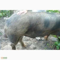 Продам свиней поросят кнуров ремонтных свинок свиноматок Пьетрен Дюрок Беркшир Мангалица