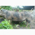 Продам свиней поросят кнуров ремонтных свинок свиноматок Пьетрен Дюрок Беркшир Мангалица