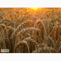 ПрАТ САД реалізує насіння озимих культур : пшениця, ячмінь, тритикале