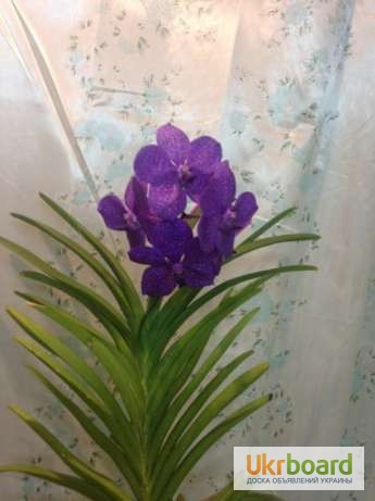 Фото 2/6. Орхидея Ascocenda Princess Mikasa Blue цветущая