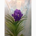 Орхидея Ascocenda Princess Mikasa Blue цветущая