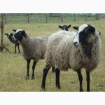 Продам вівці романівські, бирка