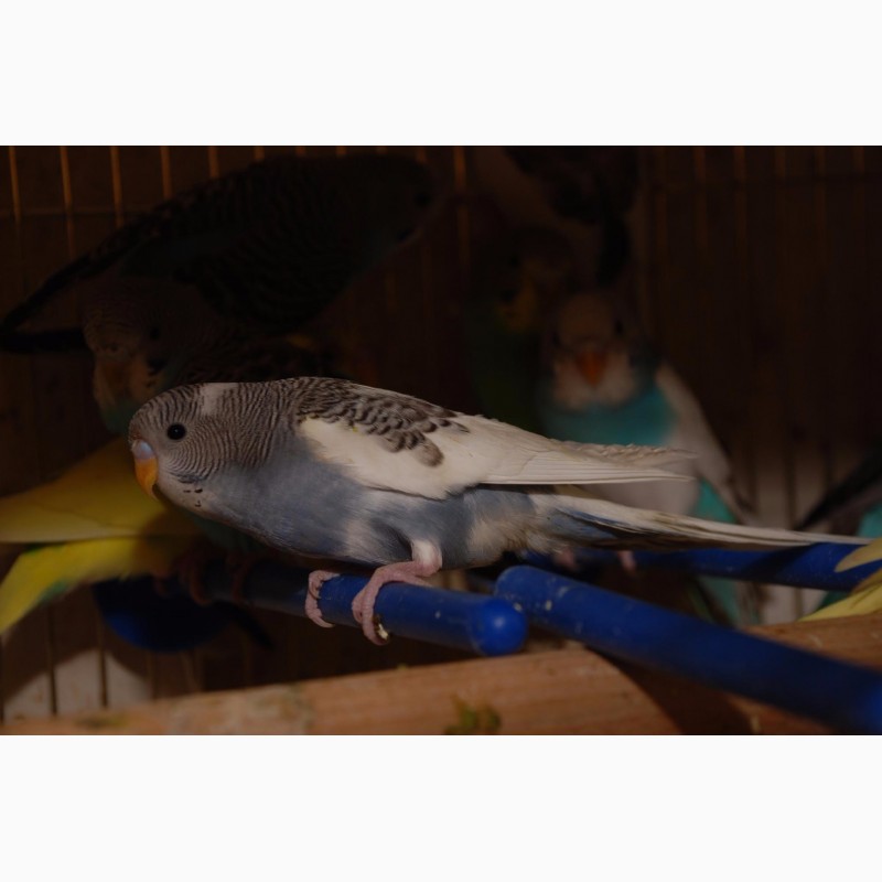 Фото 1/4. 35 дневные волнистые попугайчики, разноцветные попугаи для разговора