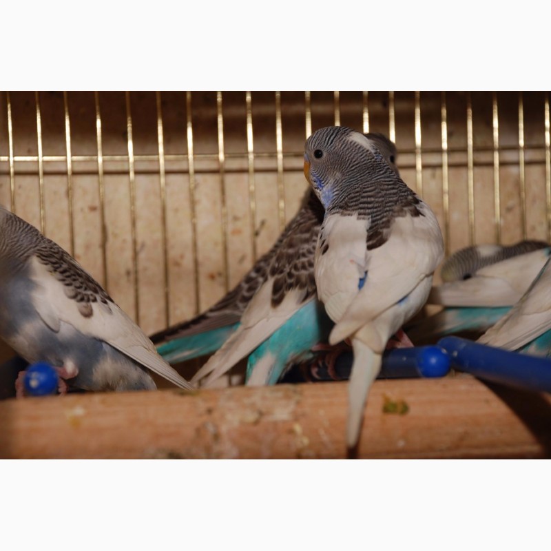 Фото 2/4. 35 дневные волнистые попугайчики, разноцветные попугаи для разговора