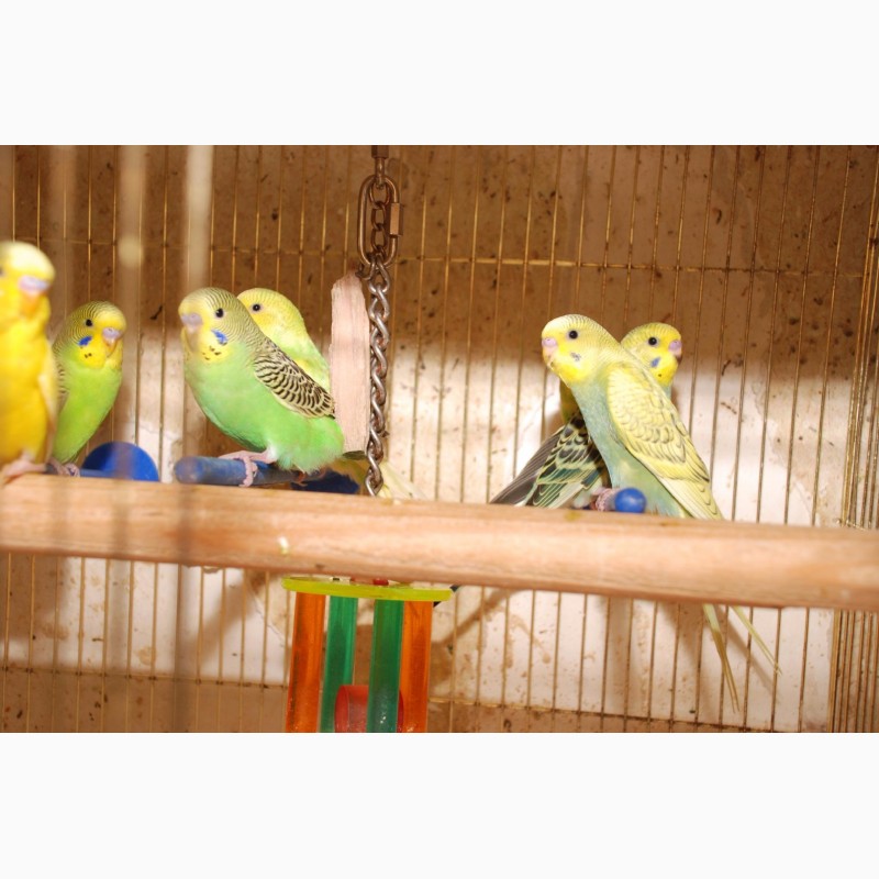 Фото 3. 35 дневные волнистые попугайчики, разноцветные попугаи для разговора