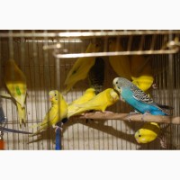 35 дневные волнистые попугайчики, разноцветные попугаи для разговора
