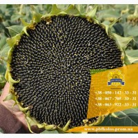 Семена подсолнечника / Сертифіковане насіння соняшника