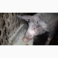 Продам свиноматку породы беркшир