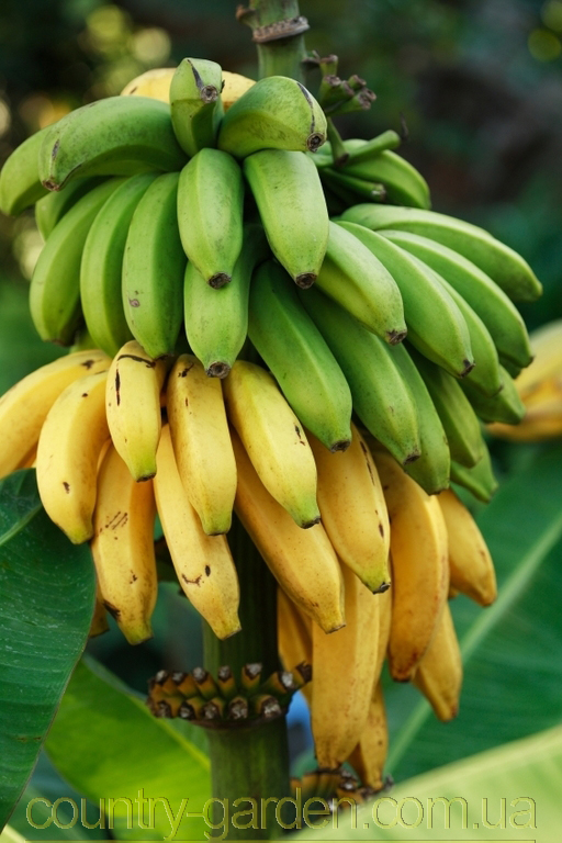 Фото 12. Продам саженцы Банана (комнатное растение) и много других растений (опт от 1000 грн)