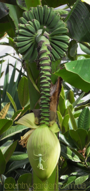 Фото 14. Продам саженцы Банана (комнатное растение) и много других растений (опт от 1000 грн)