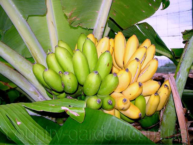 Фото 19. Продам саженцы Банана (комнатное растение) и много других растений (опт от 1000 грн)