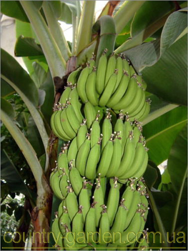 Фото 2. Продам саженцы Банана (комнатное растение) и много других растений (опт от 1000 грн)