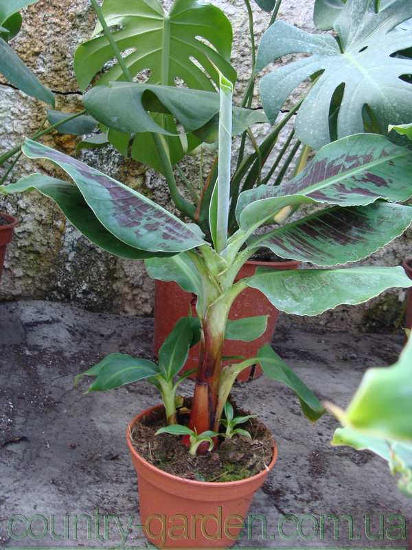 Фото 20. Продам саженцы Банана (комнатное растение) и много других растений (опт от 1000 грн)