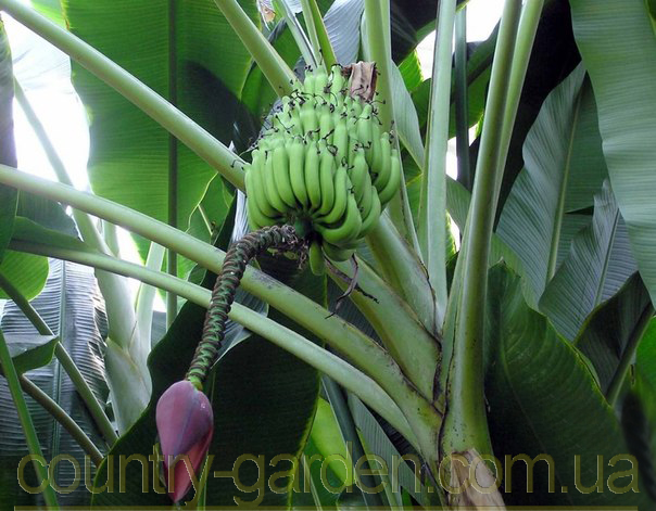 Фото 3. Продам саженцы Банана (комнатное растение) и много других растений (опт от 1000 грн)