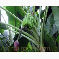 Продам саженцы Банана (комнатное растение) и много других растений (опт от 1000 грн)