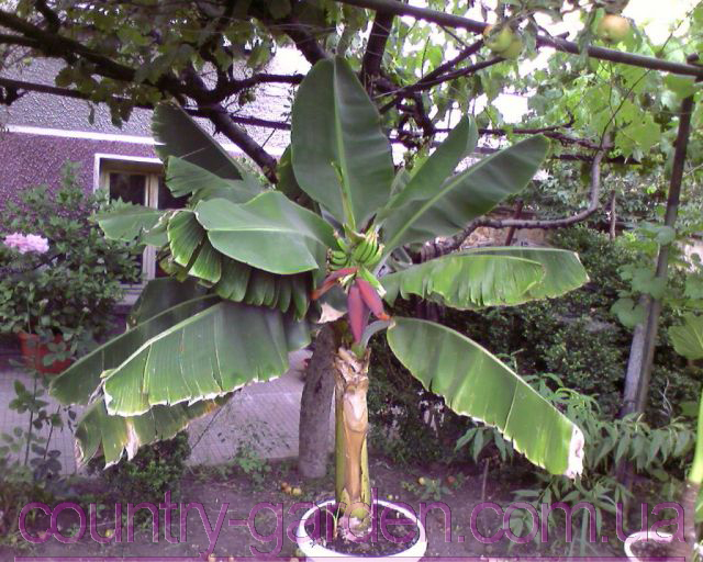 Фото 4. Продам саженцы Банана (комнатное растение) и много других растений (опт от 1000 грн)