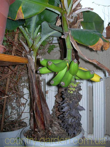 Фото 5. Продам саженцы Банана (комнатное растение) и много других растений (опт от 1000 грн)