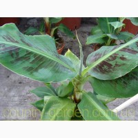 Продам саженцы Банана (комнатное растение) и много других растений (опт от 1000 грн)