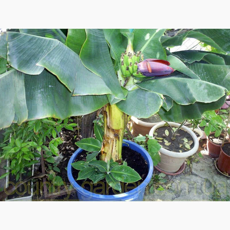 Фото 9. Продам саженцы Банана (комнатное растение) и много других растений (опт от 1000 грн)