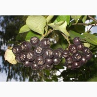 Продам саженцы Черноплодной Рябины (Аронии) и много других растений (опт от 1000 грн)