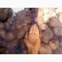 Продам картофель. Украинский
