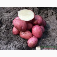 Семенной картофель, 5кг и 25 кг