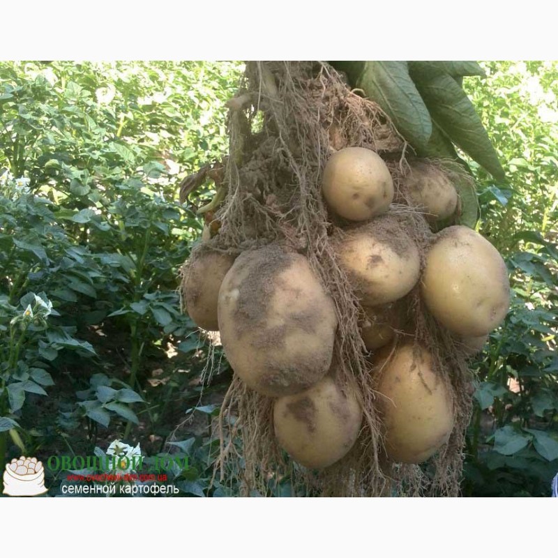 Фото 2. Семенной картофель, 5кг и 25 кг