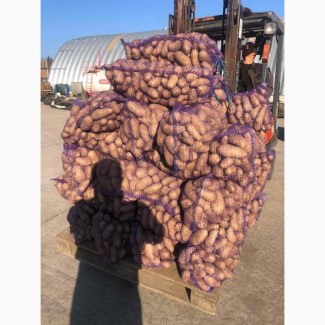 ФГ продає товарну картоплю сортiв Гранада від виробника