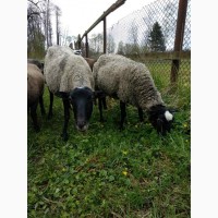 Продаються вівці матки породи Романівська