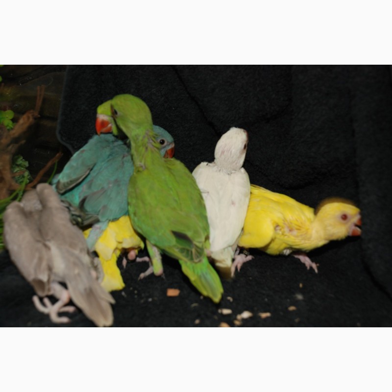 Фото 3/5. Ожереловые попугаи