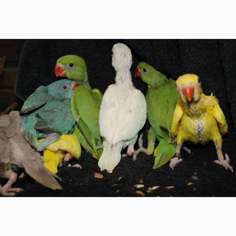Фото 4. Ожереловые попугаи