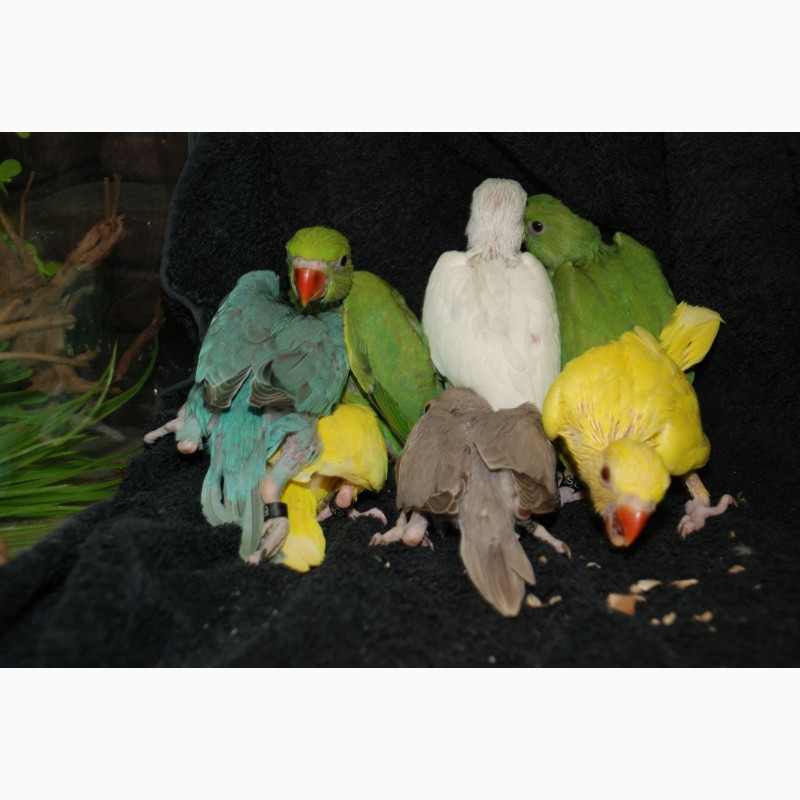 Фото 5. Ожереловые попугаи