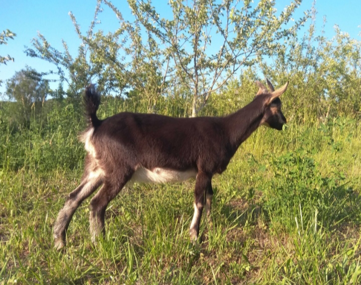Фото 4. Альпійська процентна коза