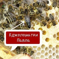 Бджоломатки Карпатської породи/плідні матки