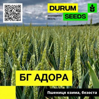 Насіння пшениці БГ Адора / BG Adora (озима / безоста) Durum Seeds
